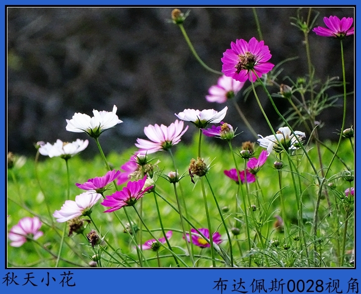 秋天小花