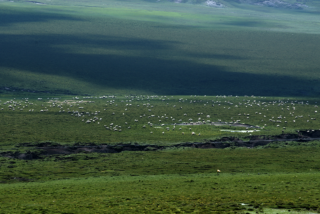 青藏草原上的羊群