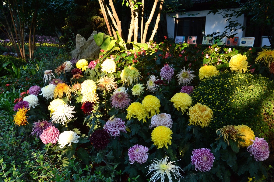 (实拍组图)上海市2016嘉定菊花. (共p)