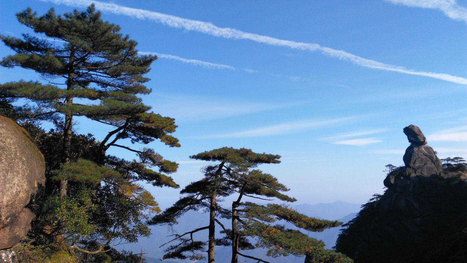 三清山青松翠柏