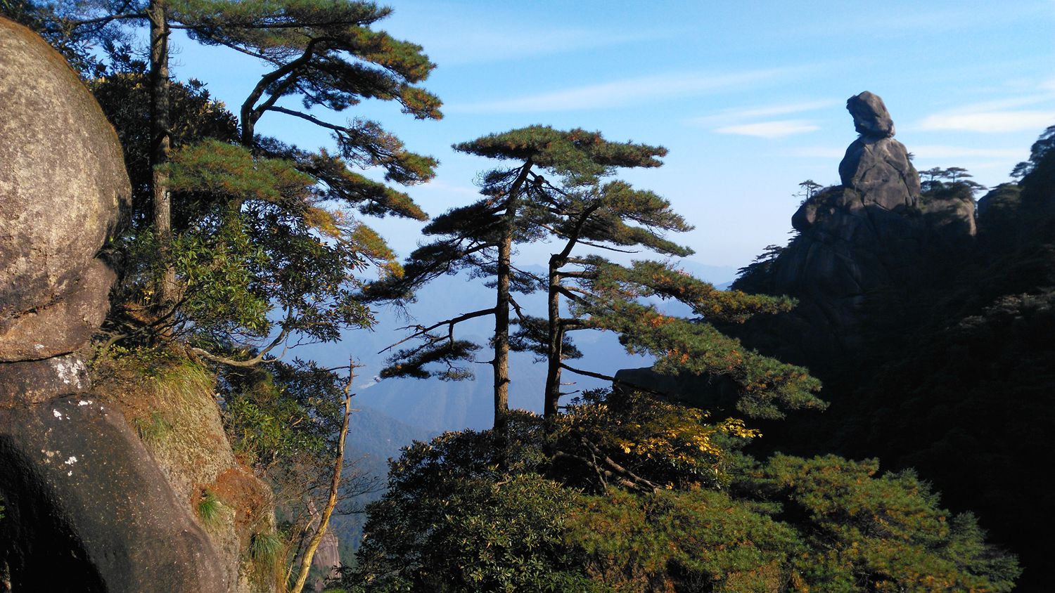 三清山青松翠柏