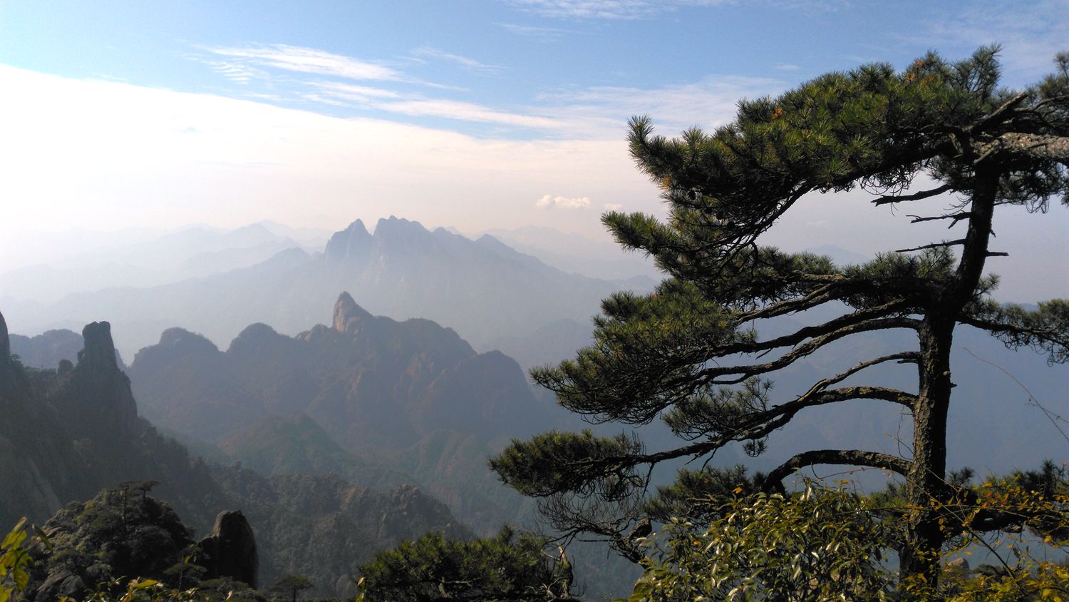 三清山青松翠柏