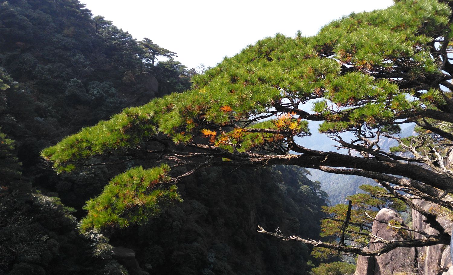 三清山青松翠柏