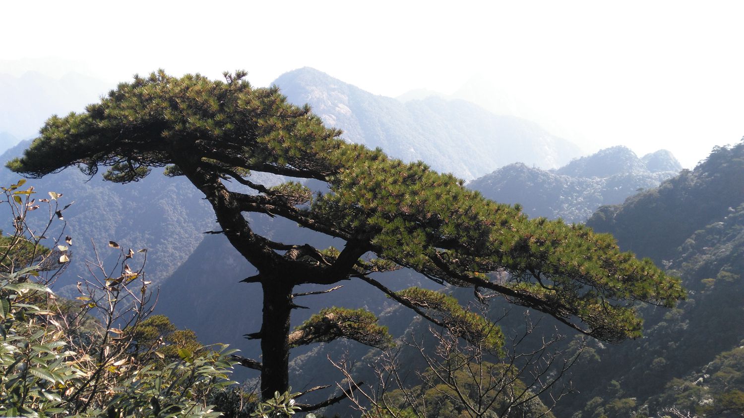 三清山青松翠柏