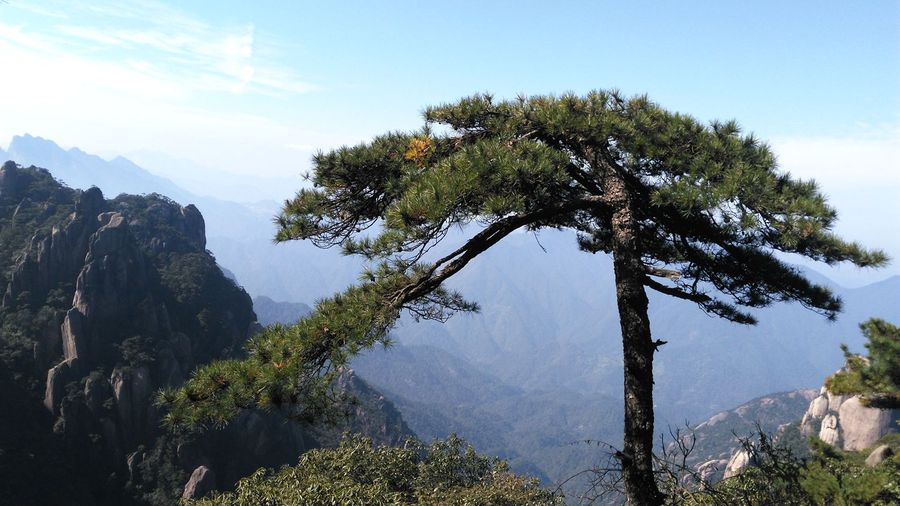 三清山青松翠柏