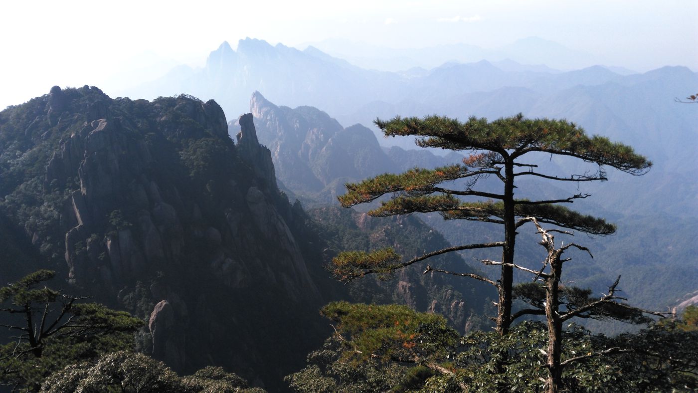 三清山青松翠柏