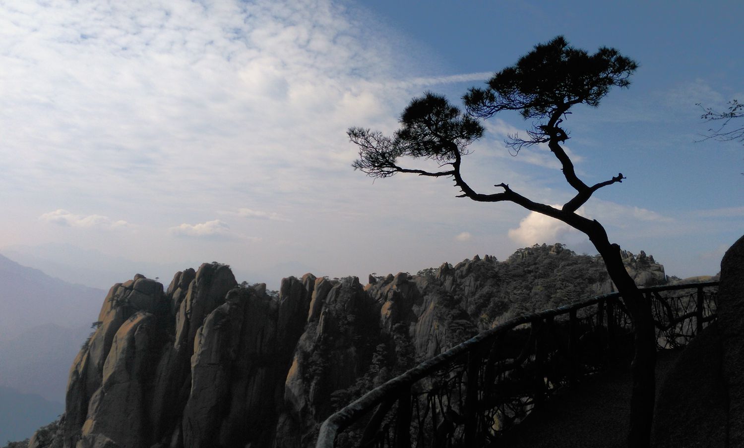 三清山青松翠柏