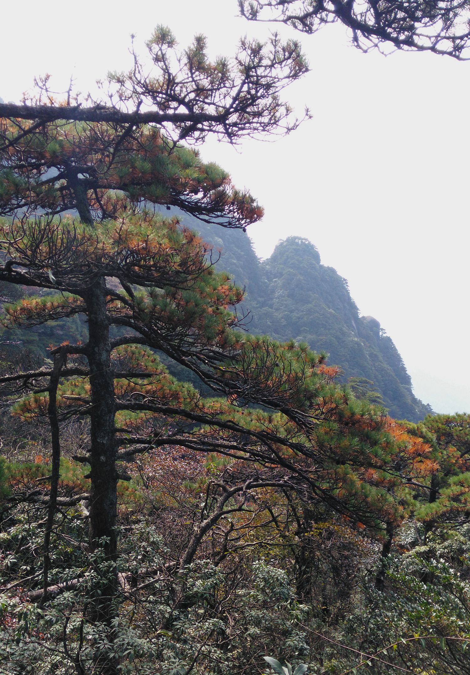 三清山青松翠柏