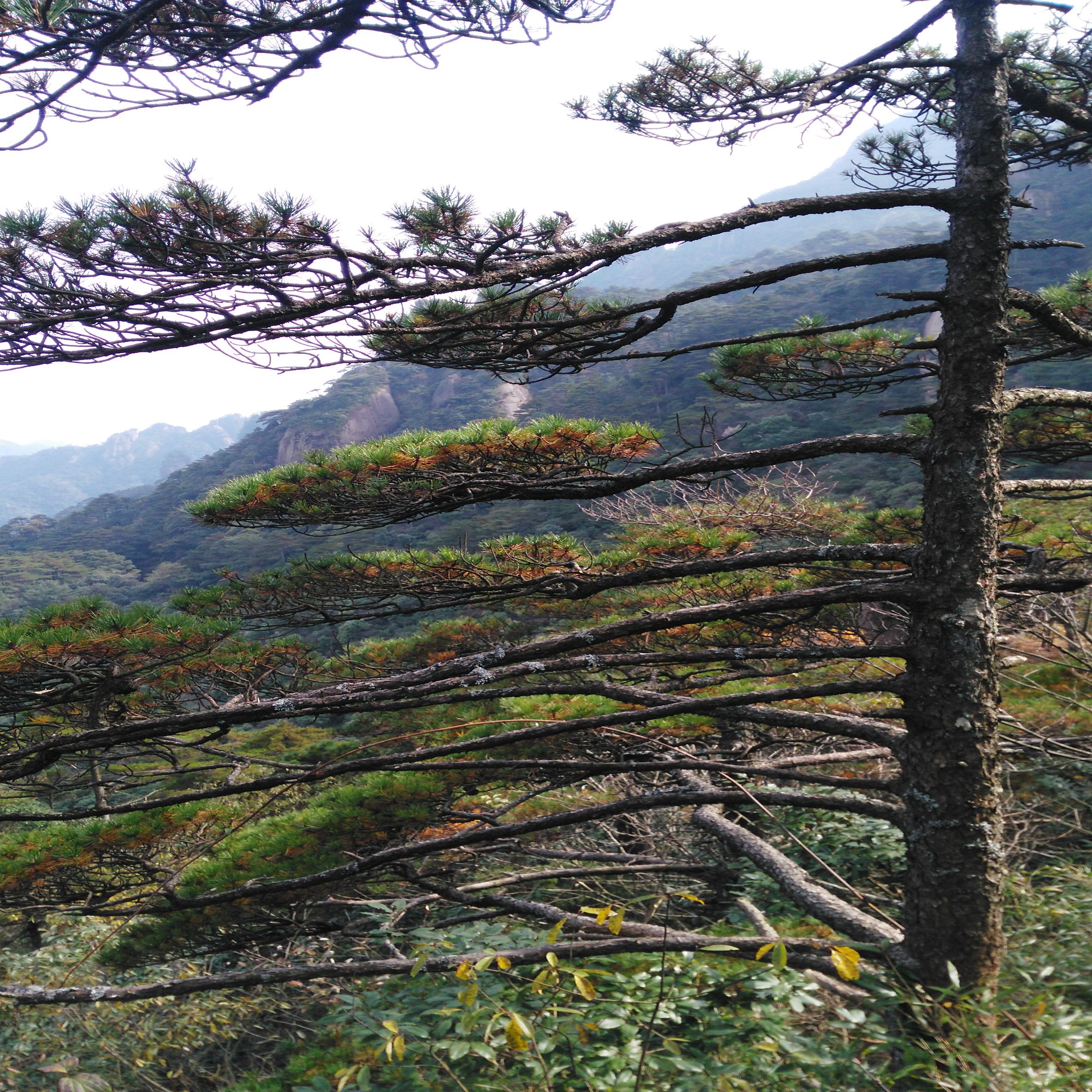 三清山青松翠柏