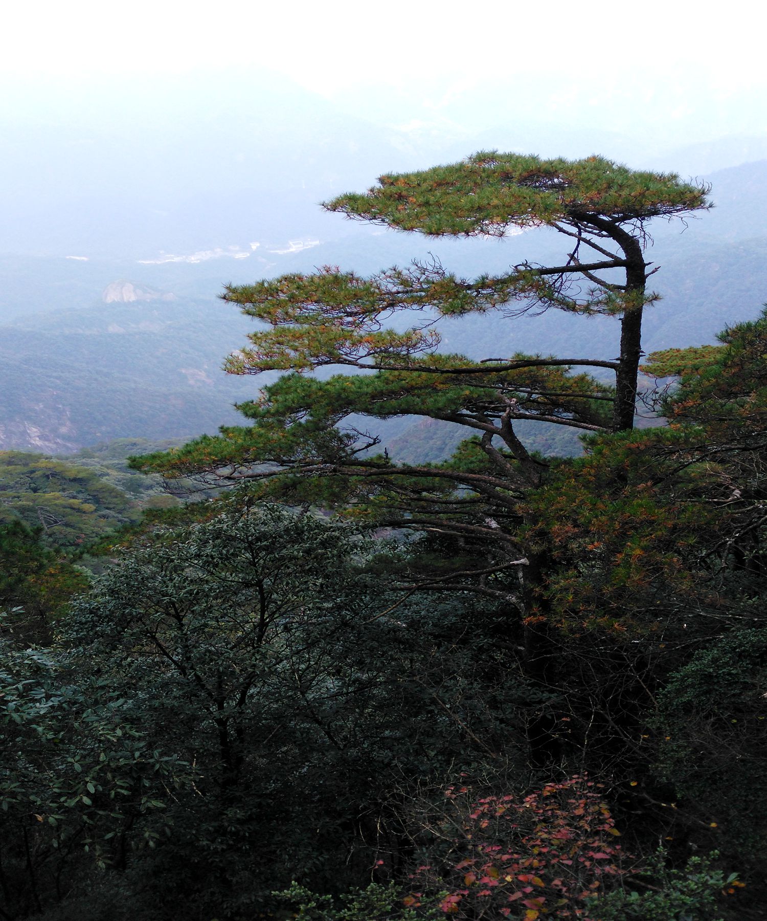 三清山青松翠柏