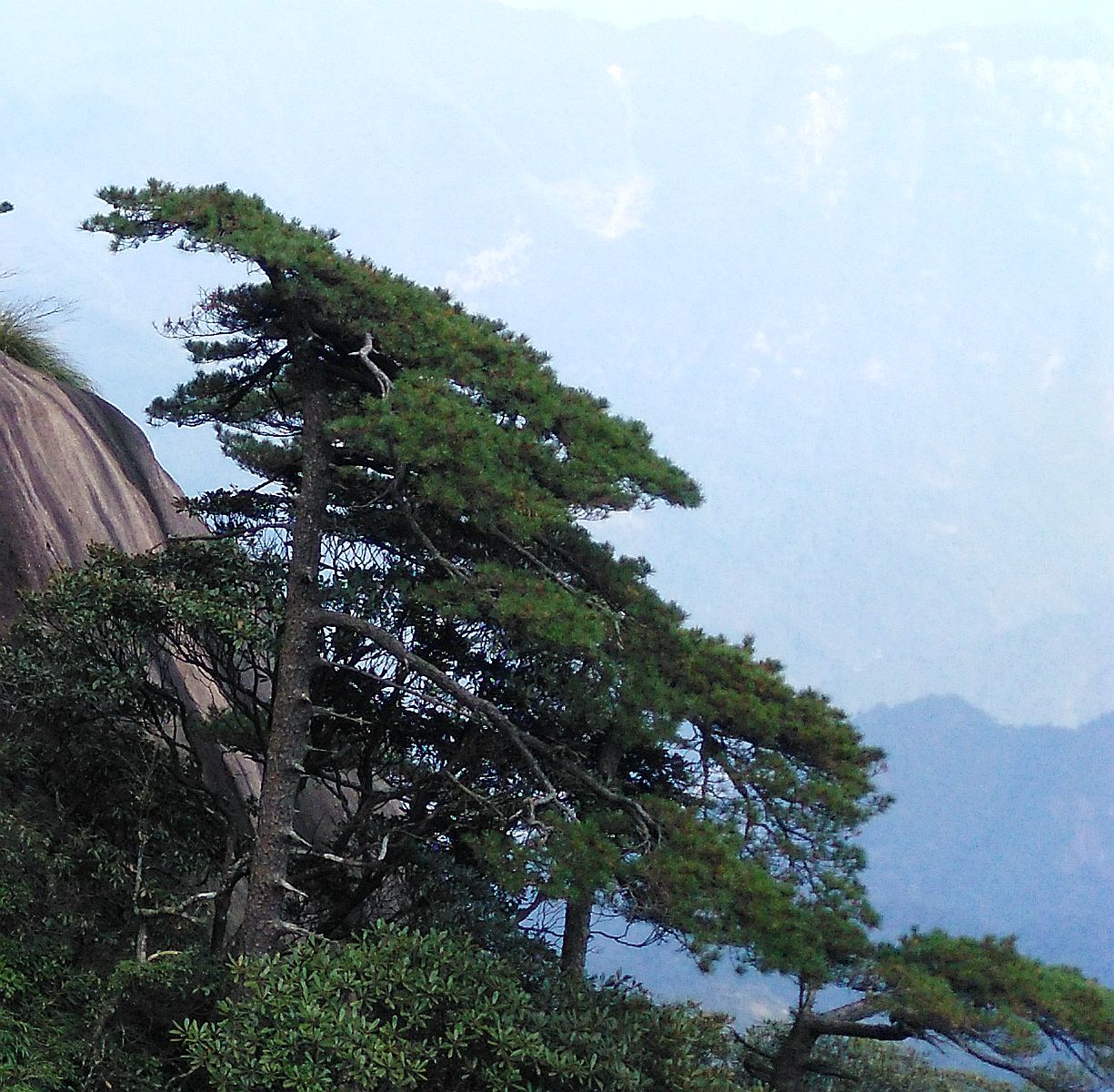 三清山青松翠柏