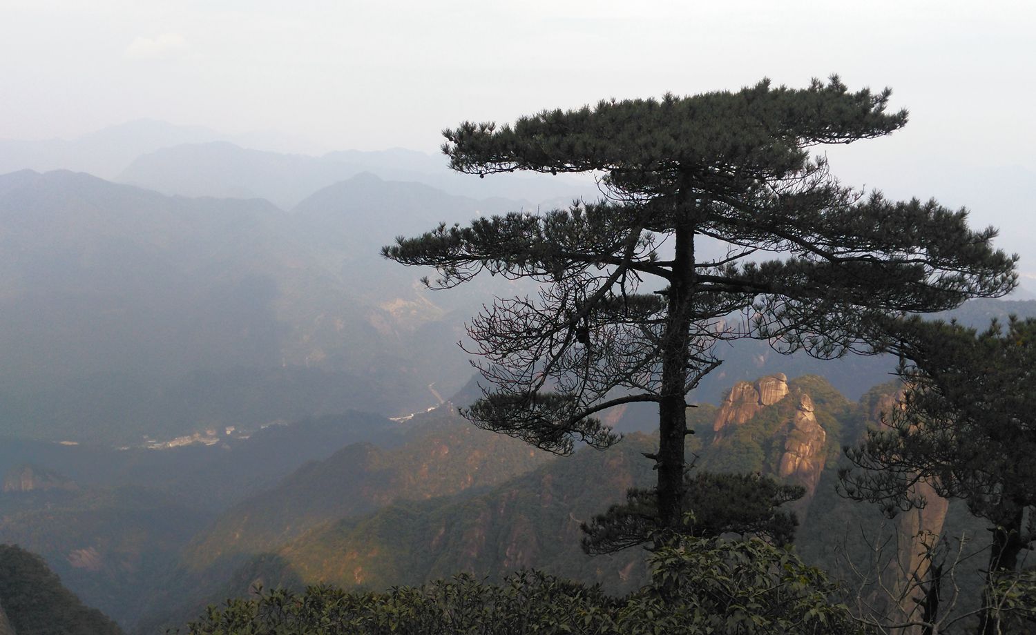 三清山青松翠柏