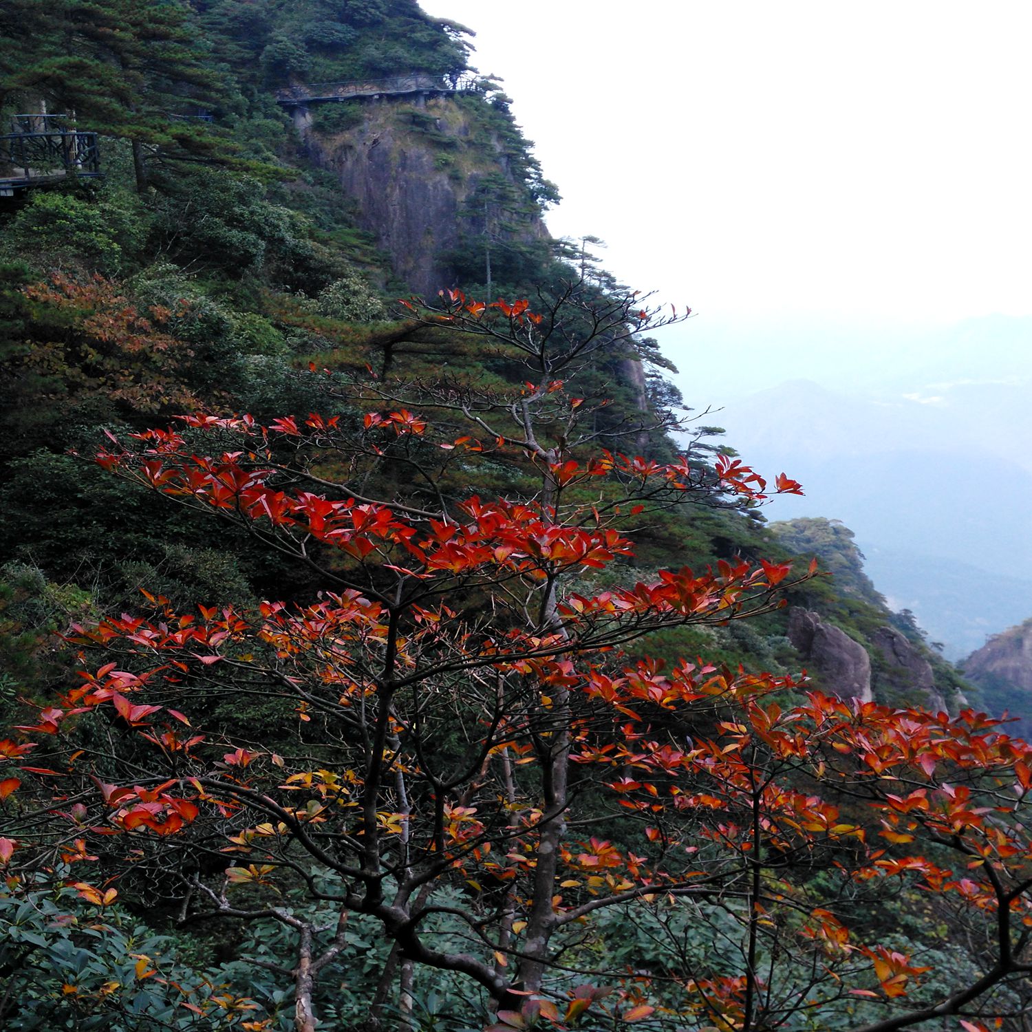 三清山青松翠柏