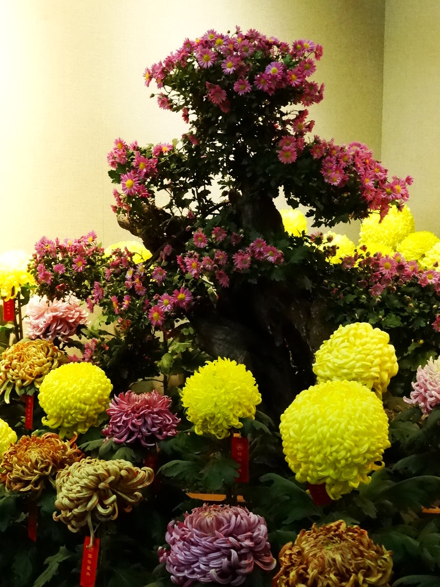 菊花展