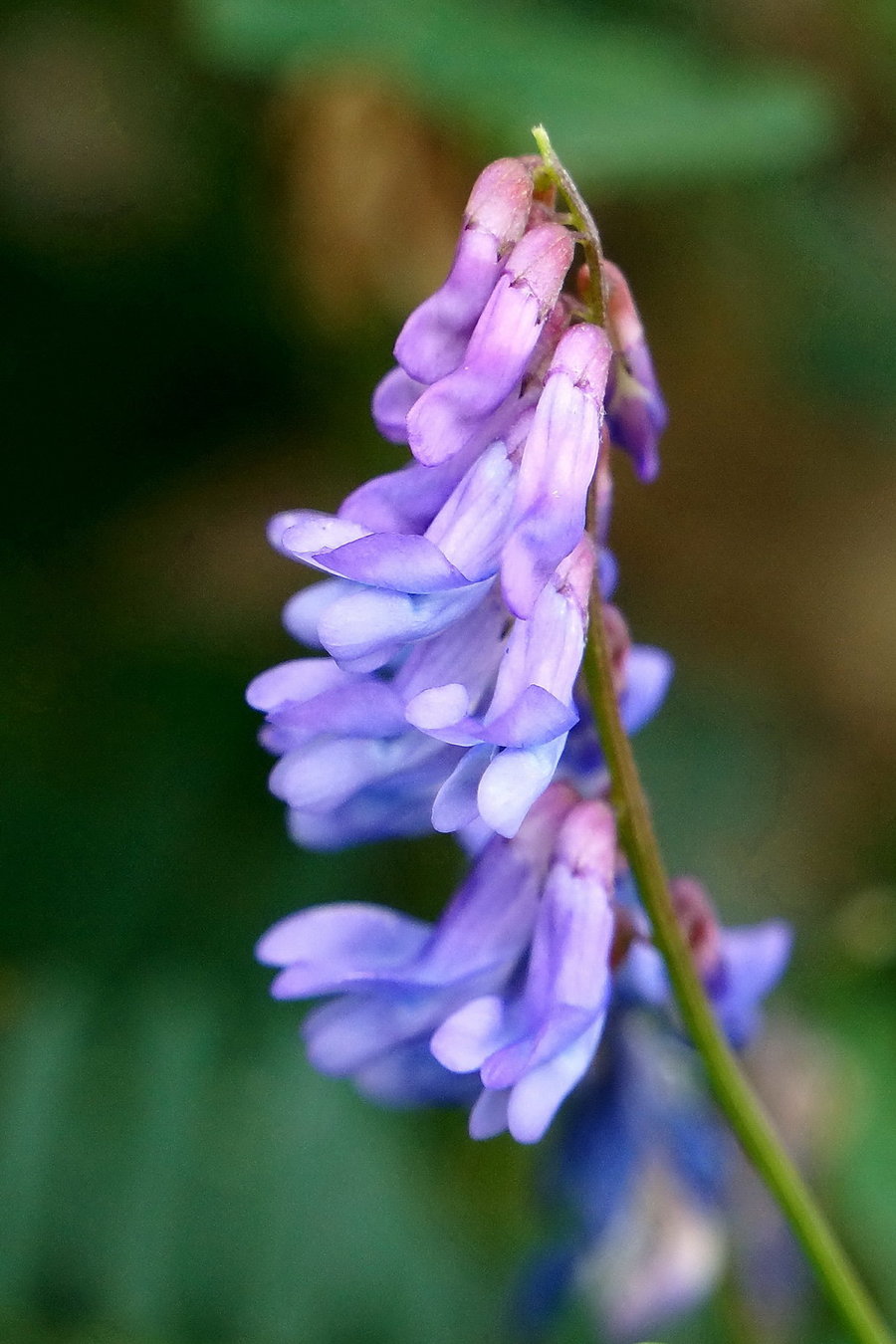 苕子花开