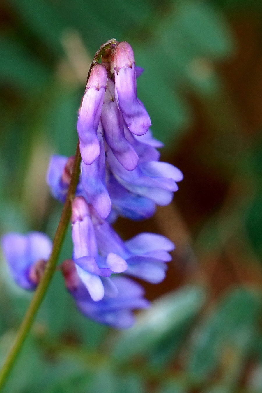 苕子花开