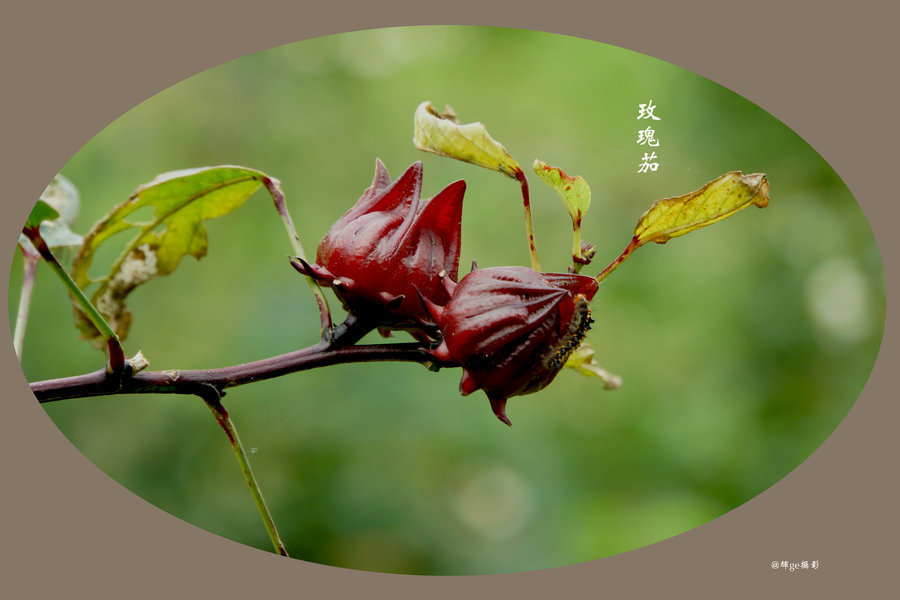 【玫瑰茄摄影图片】生态摄影_太平洋电脑网摄影部落