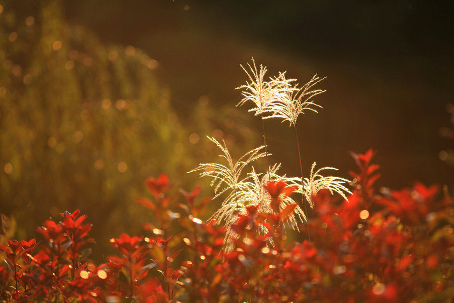荻花