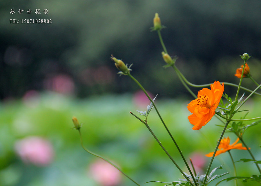 雨中花