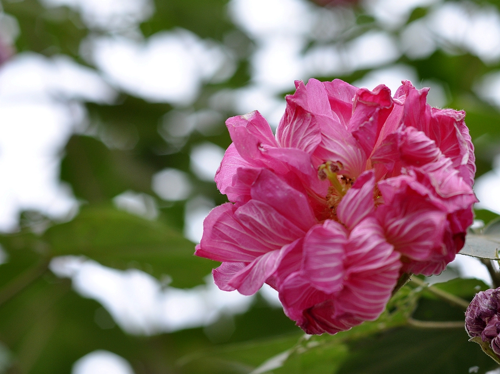 芙蓉花