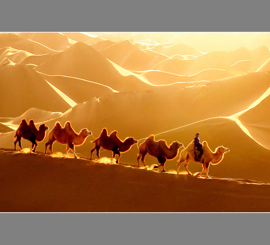 【额济纳大漠驼影【一】摄影图片】风光旅游摄