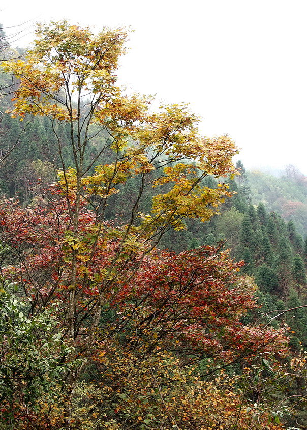 深秋鸡冠山