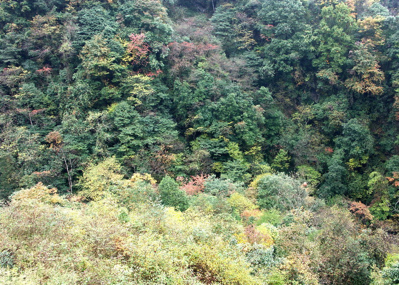 深秋鸡冠山