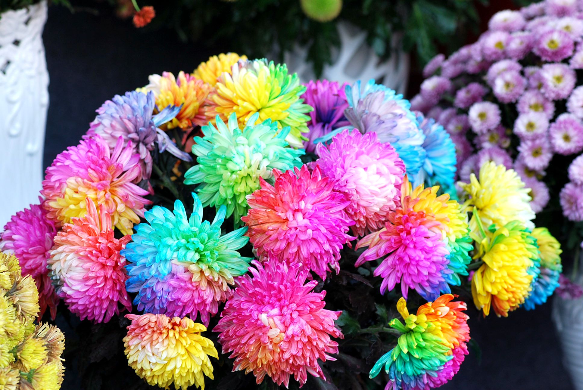 七彩菊---开封菊展2
