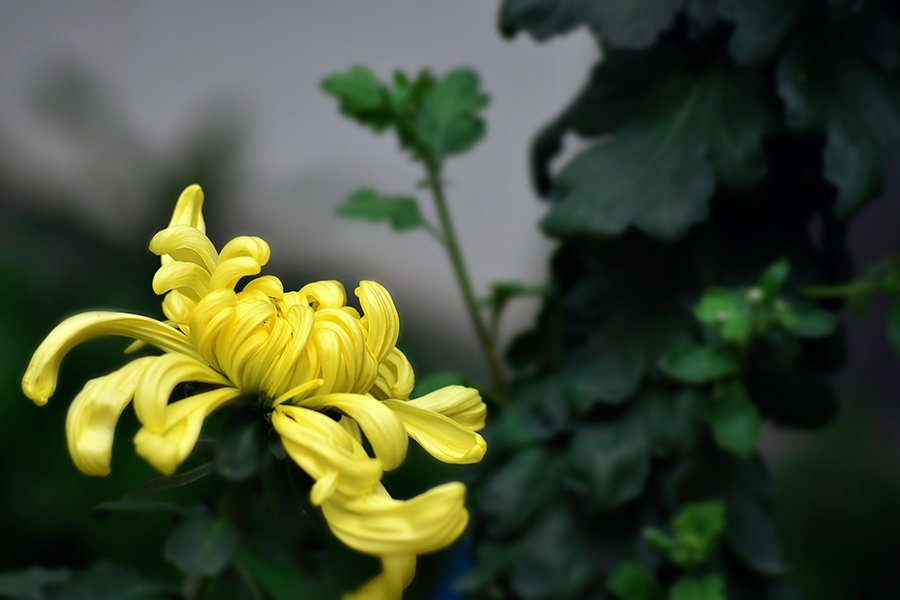 秋菊