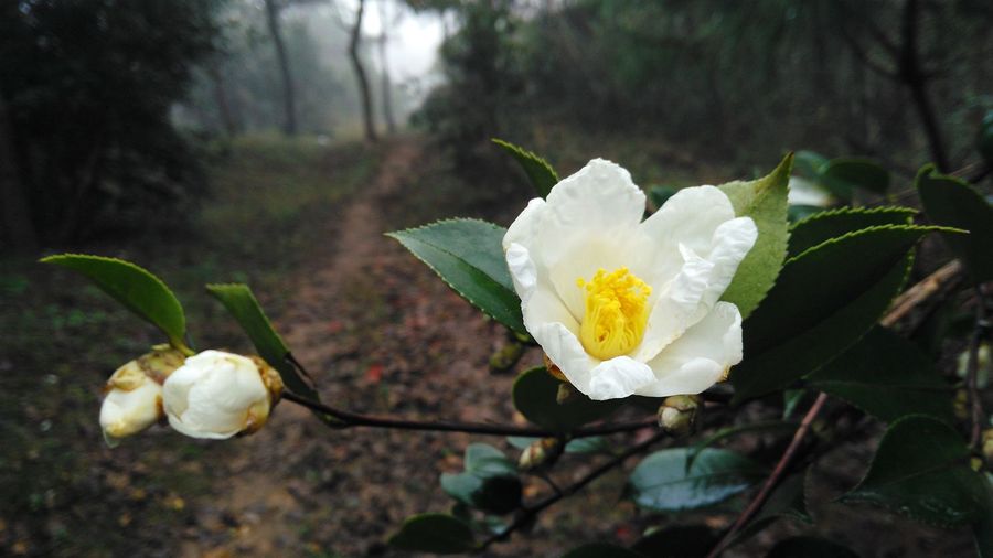 山茶花