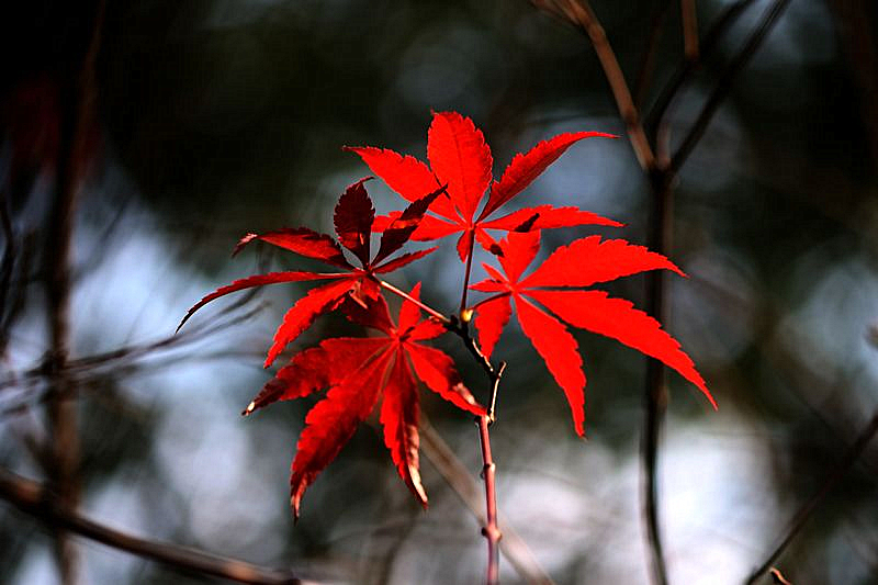 天平红枫