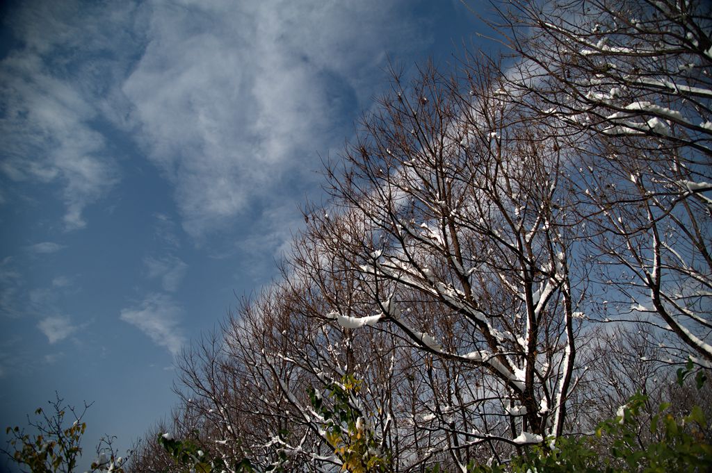 大雪初晴