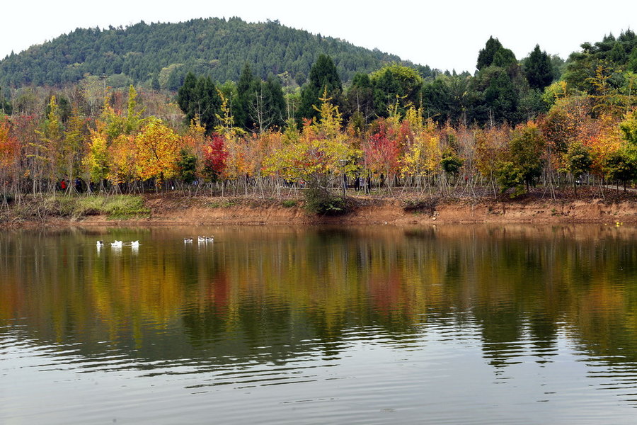 魏城红叶