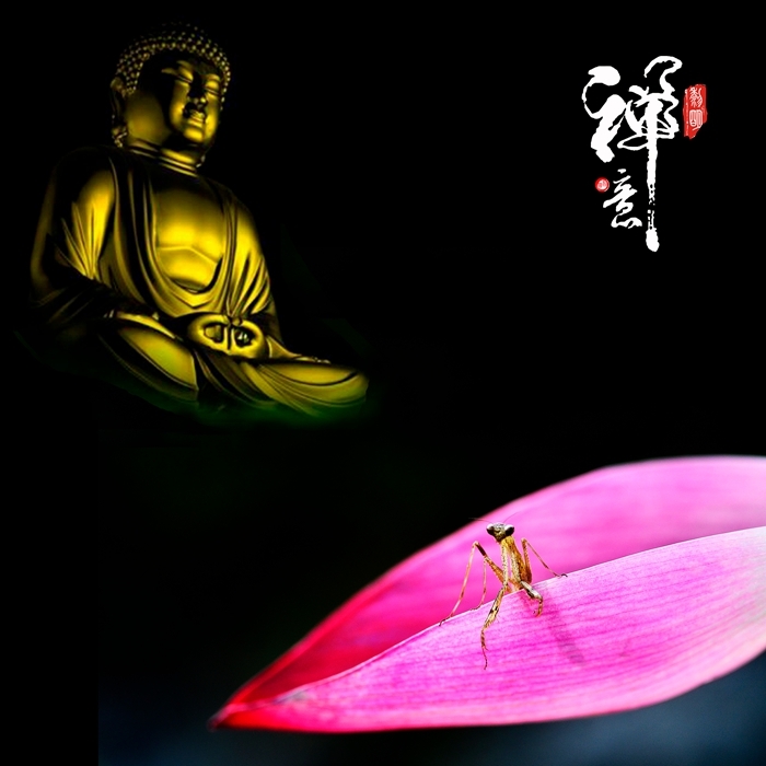 莲花禅意