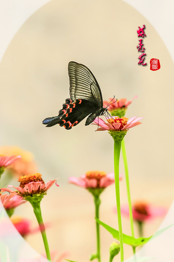 蝶恋花2