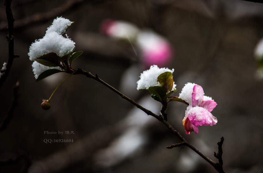 【江南的雪摄影图片】风光摄影