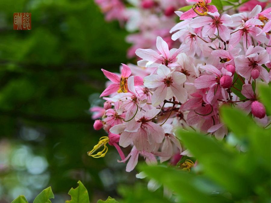 粉花山扁豆