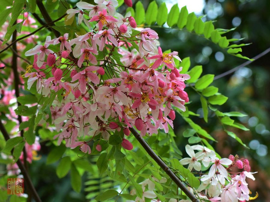 粉花山扁豆