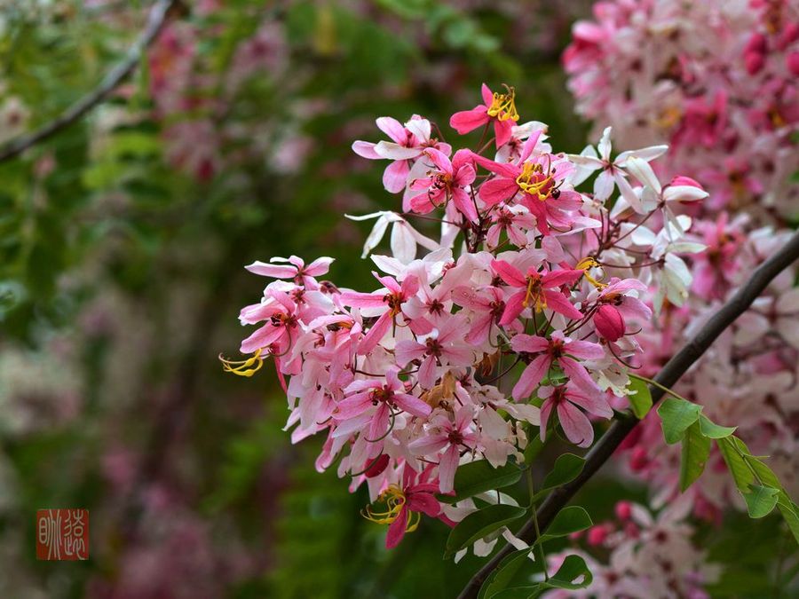 粉花山扁豆