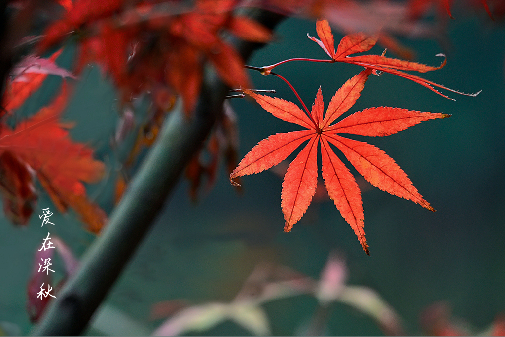 爱在深秋