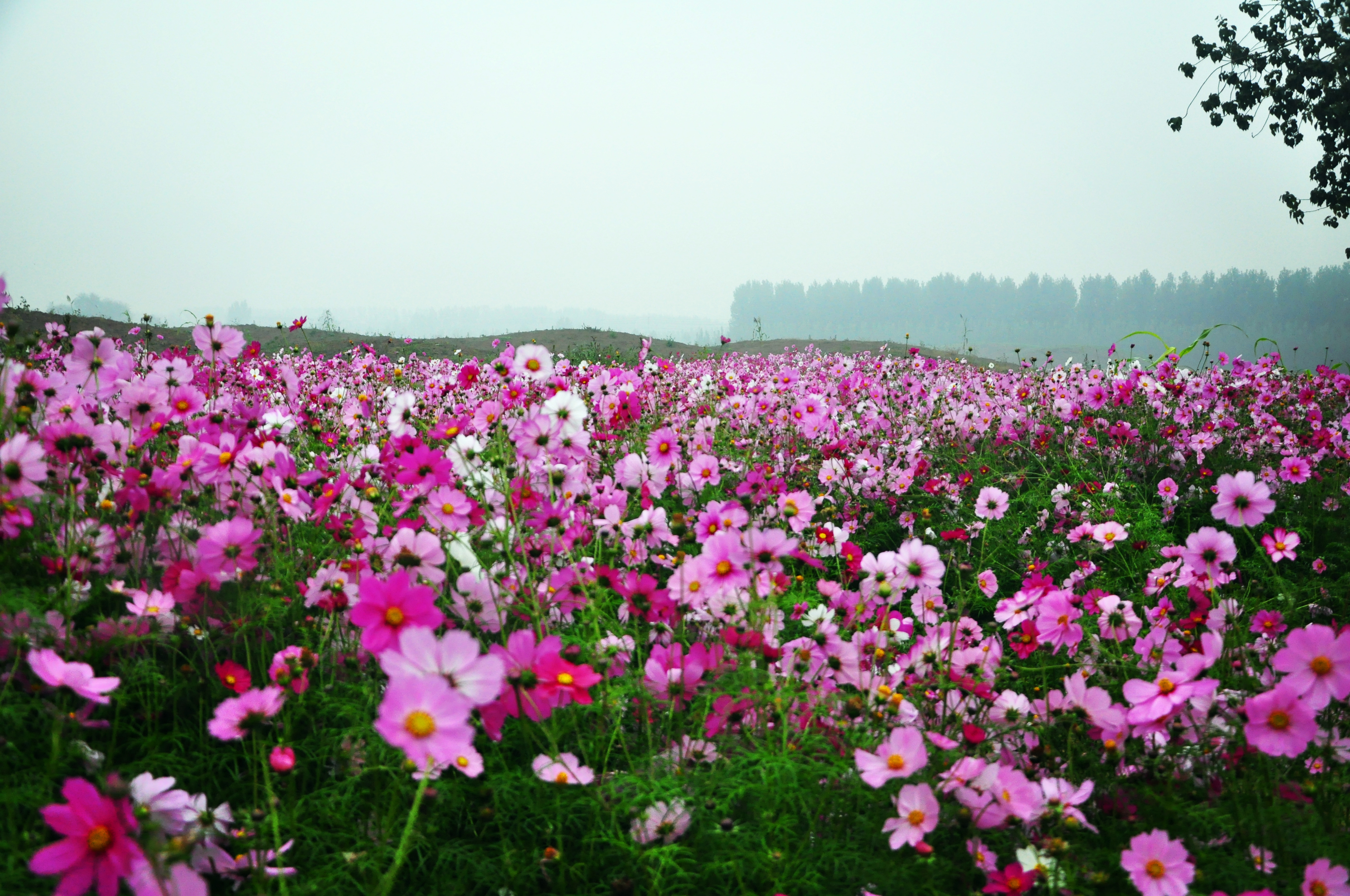 格桑花开