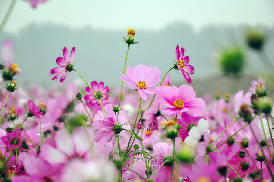 格桑花开