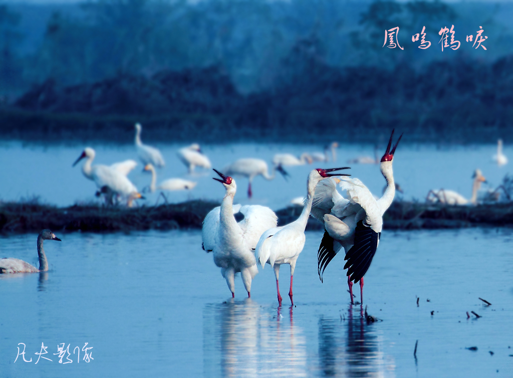 鹤舞雁飞鄱阳湖