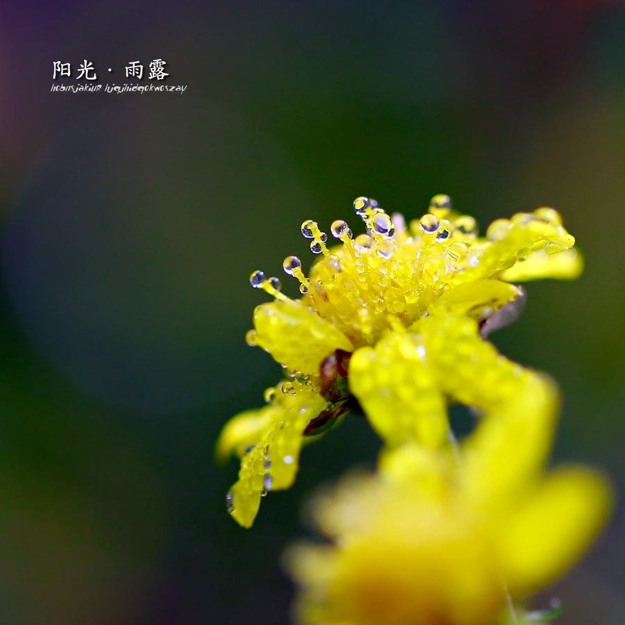 阳光·雨露