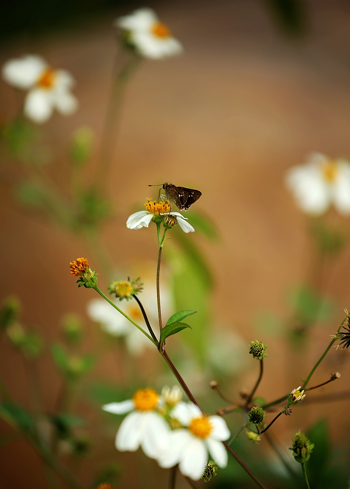 蜂蝶恋花