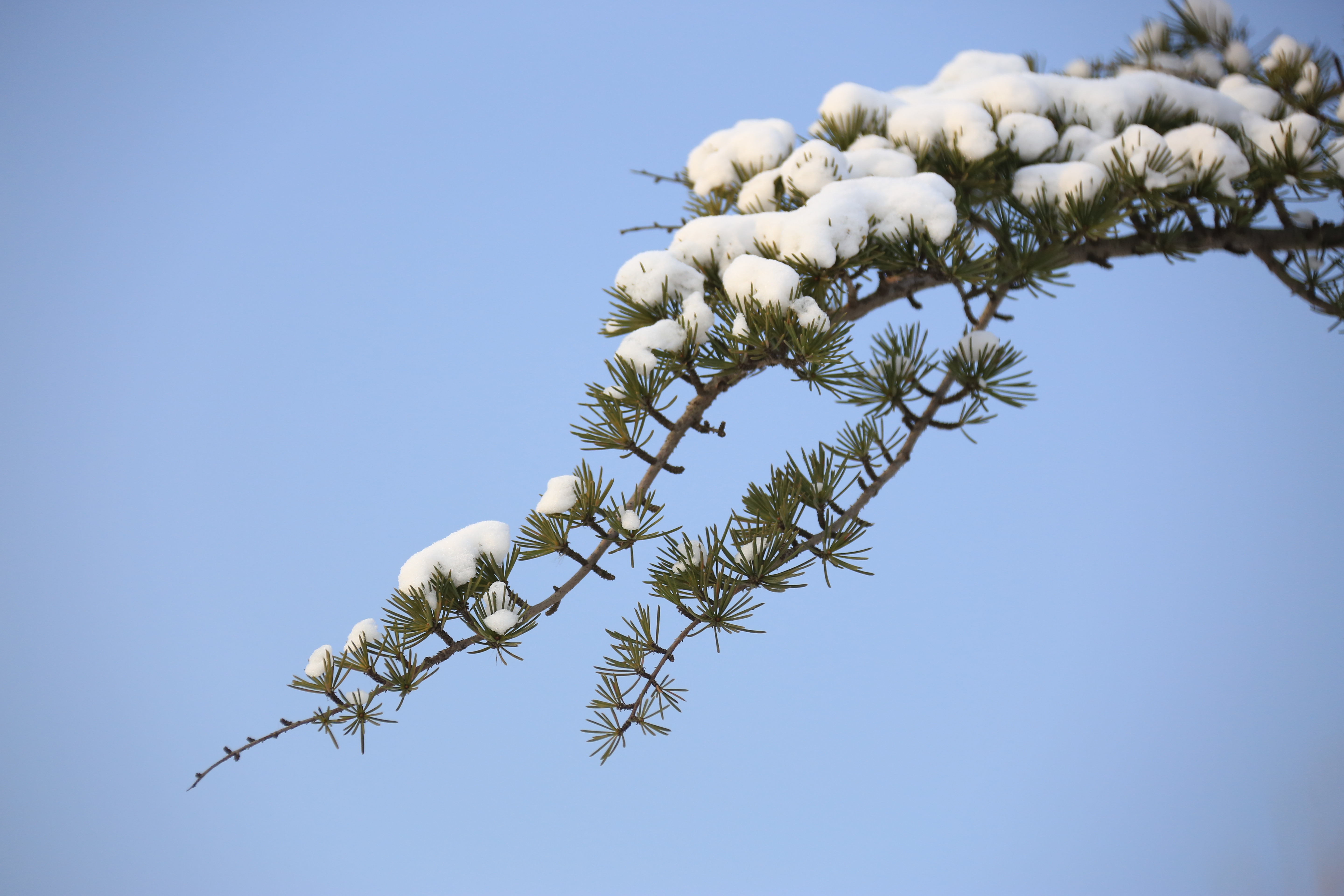 雪松