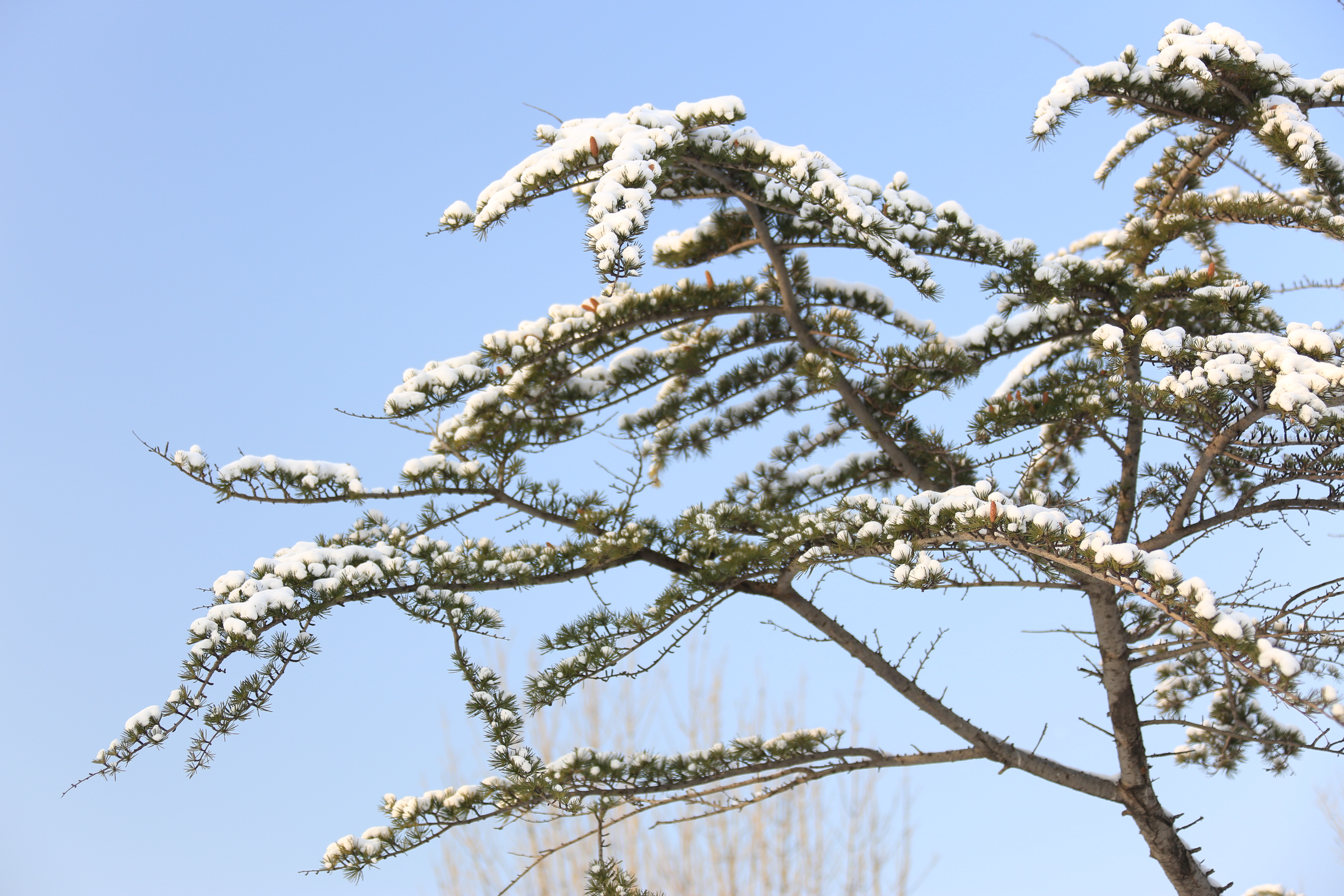 雪松-东北观赏树木-图片