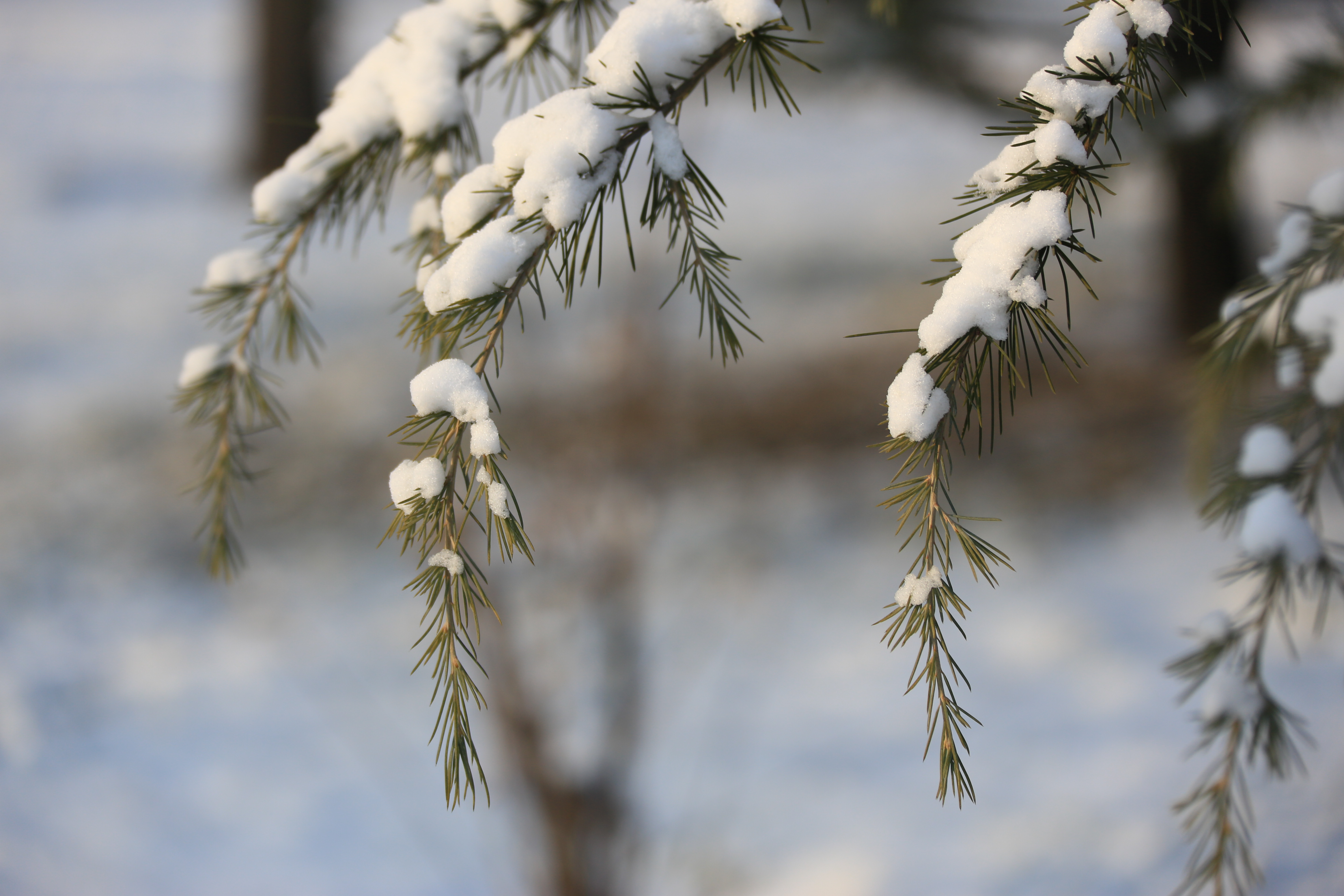 雪松