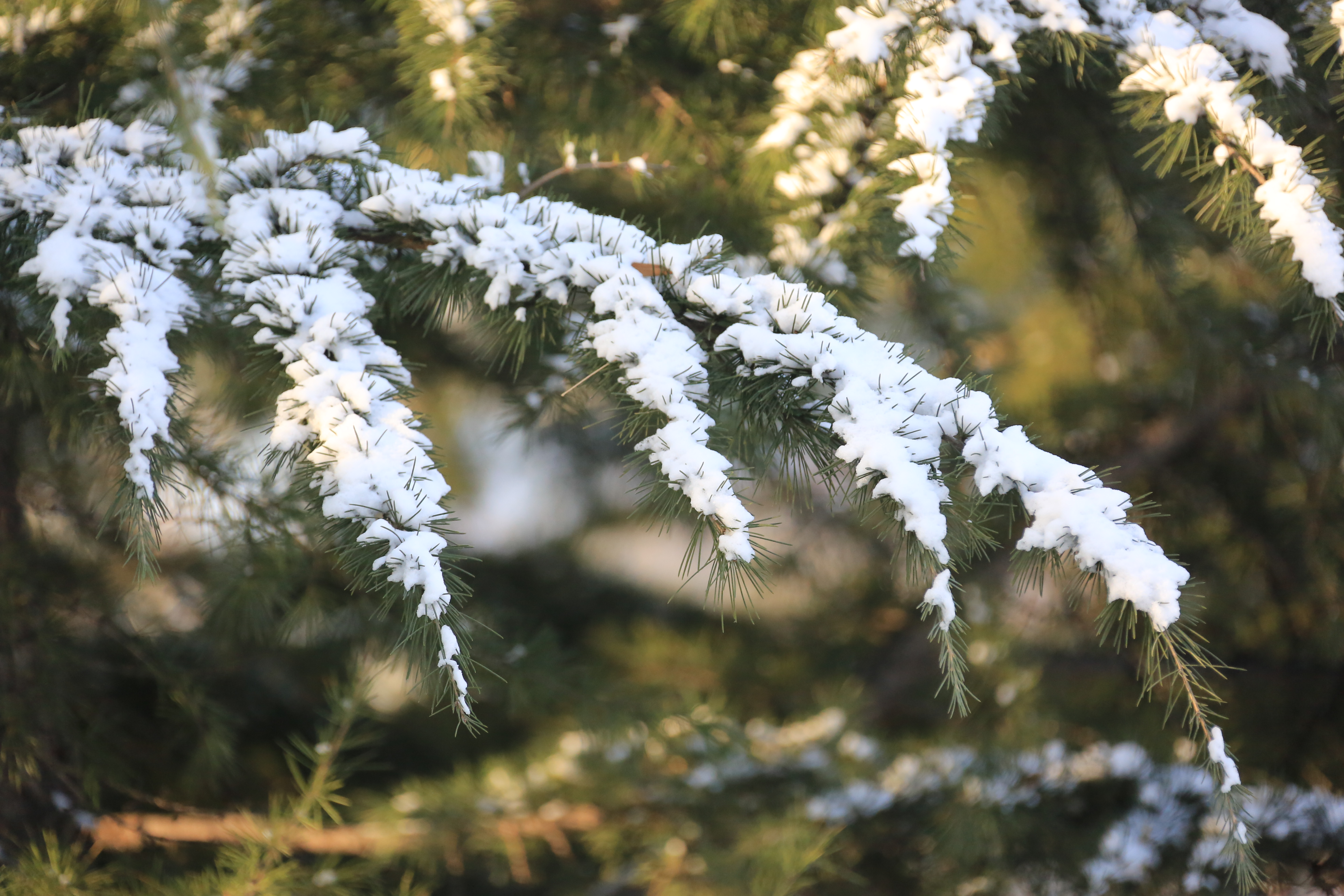 雪松