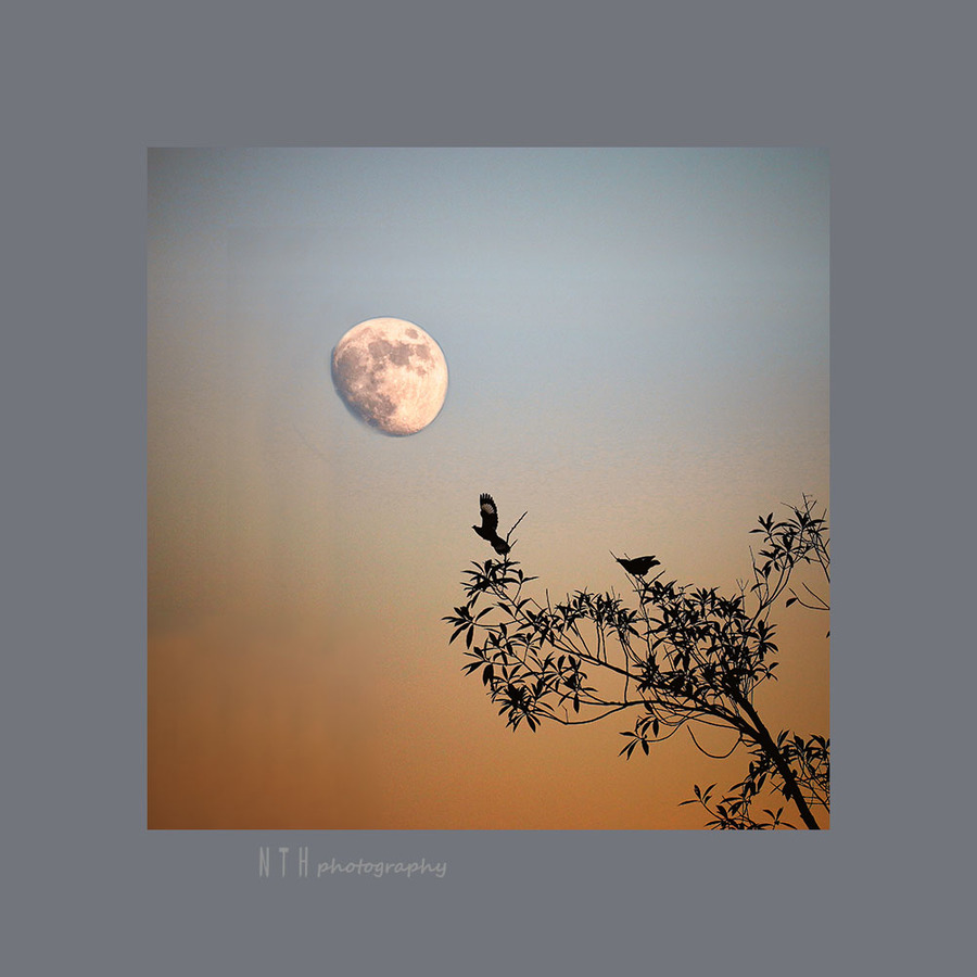 【月朦胧 鸟朦胧摄影图片】生态摄影